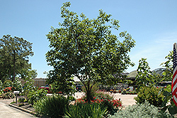 Common Persimmon (Diospyros virginiana) at GardenWorks