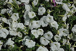 Celebrity White Petunia (Petunia 'Celebrity White') at GardenWorks