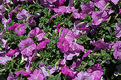Celebrity Lilac Petunia (Petunia 'Celebrity Lilac') at GardenWorks