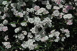 Telstar White Pinks (Dianthus 'Telstar White') at GardenWorks