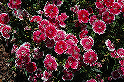 Telstar Picotee Pinks (Dianthus 'Telstar Picotee') at GardenWorks