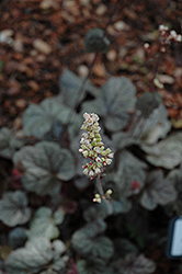 Prince Of Silver Coral Bells (Heuchera 'Prince Of Silver') at GardenWorks