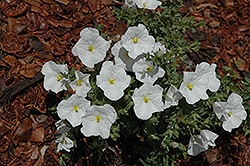 Summer Splash White Cupflower (Nierembergia 'Sunnicopaho') at GardenWorks