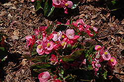 Olympia Pink Begonia (Begonia 'Olympia Pink') at GardenWorks