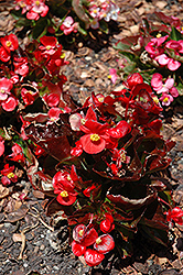 Olympia Red Begonia (Begonia 'Olympia Red') at GardenWorks