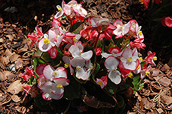 Olympia Bicolor Begonia (Begonia 'Olympia Bicolor') at GardenWorks