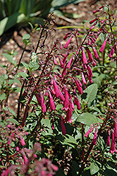 Passionate Pink Cape Fuchsia (Phygelius 'Passionate Pink') at GardenWorks