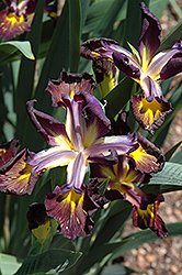 Missouri Iron Ore Iris (Iris 'Missouri Iron Ore') at GardenWorks