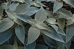 Persian Shield (Strobilanthes gossypinus) at GardenWorks