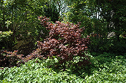 Ruby Ridge Japanese Maple (Acer palmatum 'Ruby Ridge') at GardenWorks