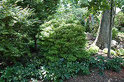 Akita Yatsubusa Japanese Maple (Acer palmatum 'Akita Yatsubusa') at GardenWorks