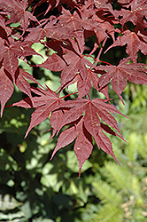 Purple Ghost Japanese Maple (Acer palmatum 'Purple Ghost') at GardenWorks