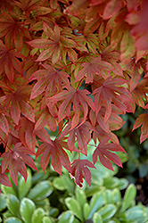 Adrians Compact Japanese Maple (Acer palmatum 'Adrian's Compact') at GardenWorks