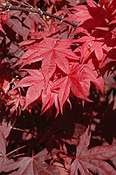 Okagami Japanese Maple (Acer palmatum 'Okagami') at GardenWorks