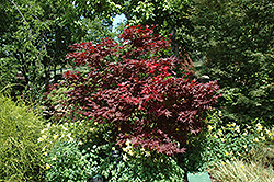 Okagami Japanese Maple (Acer palmatum 'Okagami') at GardenWorks
