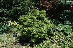 Sharp's Pygmy Japanese Maple (Acer palmatum 'Sharp's Pygmy') at GardenWorks