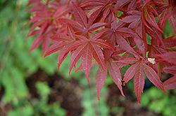 Pixie Japanese Maple (Acer palmatum 'Pixie') at GardenWorks