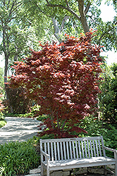 Pixie Japanese Maple (Acer palmatum 'Pixie') at GardenWorks