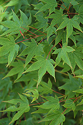 Yuri Hime Japanese Maple (Acer palmatum 'Yuri Hime') at GardenWorks
