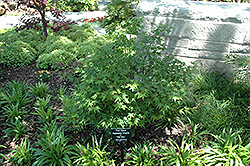 Yuri Hime Japanese Maple (Acer palmatum 'Yuri Hime') at GardenWorks
