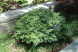 Murasaki Kiyohime Japanese Maple (Acer palmatum 'Murasaki Kiyohime') at GardenWorks