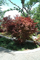 Ruslyn In The Pink Japanese Maple (Acer palmatum 'Ruslyn In The Pink') at GardenWorks