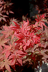 Ruby Stars Japanese Maple (Acer palmatum 'Ruby Stars') at GardenWorks