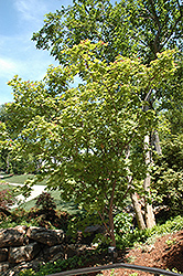 Otake Japanese Maple (Acer palmatum 'Otake') at GardenWorks