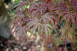 Mikazuki Japanese Maple (Acer palmatum 'Mikazuki') at GardenWorks