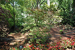 Grandma Ghost Japanese Maple (Acer palmatum 'Grandma Ghost') at GardenWorks