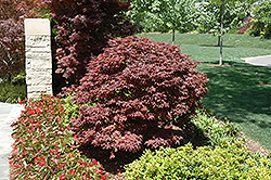 Rhode Island Red Japanese Maple (Acer palmatum 'Rhode Island Red') at GardenWorks