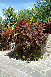 Sherwood Flame Japanese Maple (Acer palmatum 'Sherwood Flame') at GardenWorks
