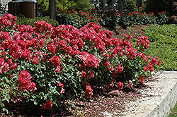 Cinco de Mayo Rose (Rosa 'Cinco de Mayo') at GardenWorks