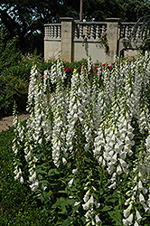 White Foxglove (Digitalis purpurea 'Alba') at GardenWorks