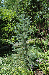 Electra Blue Deodar Cedar (Cedrus deodara 'Electra Blue') at GardenWorks