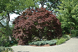 Burgundy Lace Japanese Maple (Acer palmatum 'Burgundy Lace') at GardenWorks