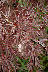 Sherwood Elfin Japanese Maple (Acer palmatum 'Sherwood Elfin') at GardenWorks