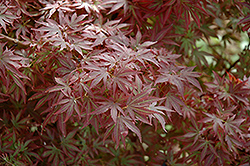 Aratama Japanese Maple (Acer palmatum 'Aratama') at GardenWorks