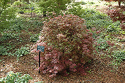 Kandy Kitchen Japanese Maple (Acer palmatum 'Kandy Kitchen') at GardenWorks