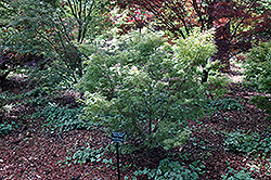 Wilson's Pink Dwarf Japanese Maple (Acer palmatum 'Wilson's Pink Dwarf') at GardenWorks