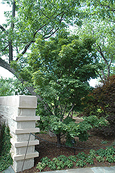 Tobiosho Japanese Maple (Acer palmatum 'Tobiosho') at GardenWorks
