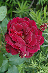 Oklahoma Rose (Rosa 'Oklahoma') at GardenWorks