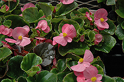 Super Olympia Pink Begonia (Begonia 'Super Olympia Pink') at GardenWorks