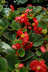 Super Olympia Red Begonia (Begonia 'Super Olympia Red') at GardenWorks