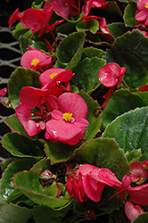 Super Olympia Rose Begonia (Begonia 'Super Olympia Rose') at GardenWorks