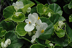Super Olympia White Begonia (Begonia 'Super Olympia White') at GardenWorks