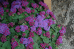 Artist Blue Violet Flossflower (Ageratum 'Artist Blue Violet') at GardenWorks
