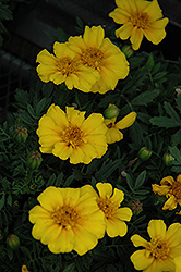 Disco Yellow Marigold (Tagetes patula 'Disco Yellow') at GardenWorks