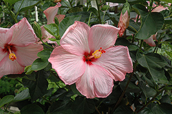 Amour Hibiscus (Hibiscus rosa-sinensis 'Amour') at GardenWorks