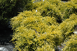 Sea Of Gold Juniper (Juniperus x media 'Sea Of Gold') at GardenWorks